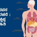 Human Body Structure