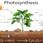 ದ್ಯುತಿಸಂಶ್ಲೇಷಣೆ