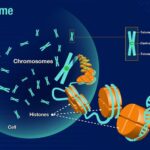 ವರ್ಣತಂತು (ಕ್ರೋಮೋಸೋಮ್)