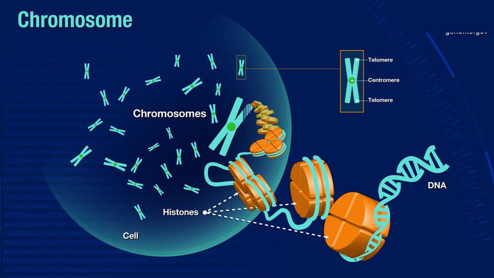 ವರ್ಣತಂತು (ಕ್ರೋಮೋಸೋಮ್)