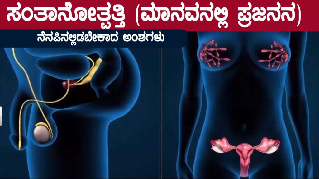 ಸಂತಾನೋತ್ಪತ್ತಿ (ಮಾನವನಲ್ಲಿ ಪ್ರಜನನ) : ನೆನಪಿನಲ್ಲಿಡಬೇಕಾದ ಅಂಶಗಳು