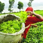 Largest Tea Exporter