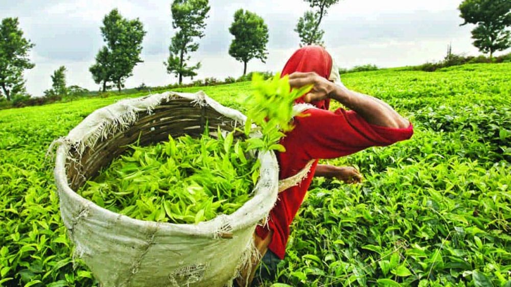 Largest Tea Exporter