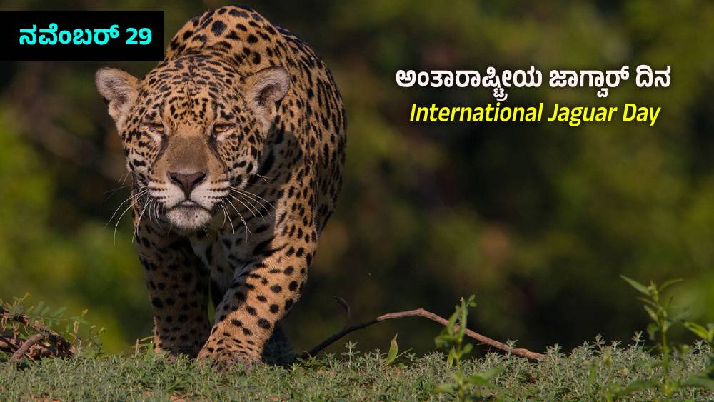 International Jaguar Day